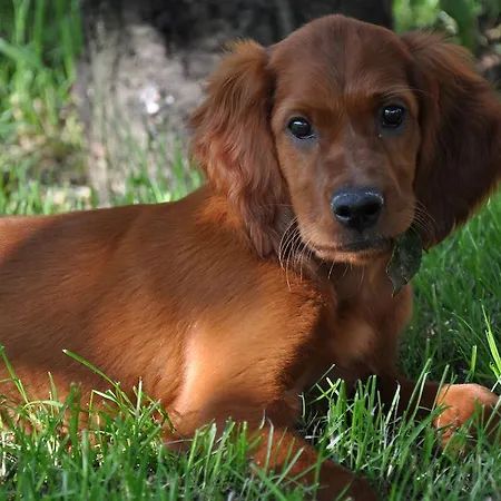 Feriegård Corte Moranda Verona